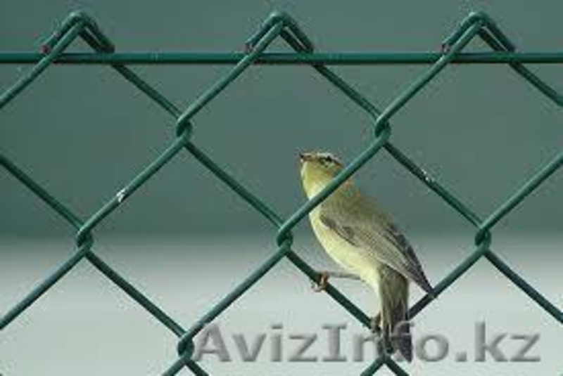 Сетка рабица, сетка рабица в полимерном покрытии - Изображение #2, Объявление #1237808