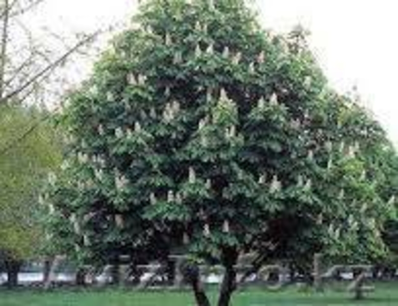 Саженцы каштана - Изображение #3, Объявление #1237281