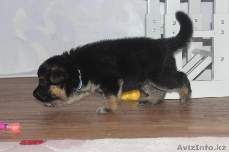 продам Чистокровных Щенков Немецкой Овчарки - Изображение #4, Объявление #1233879