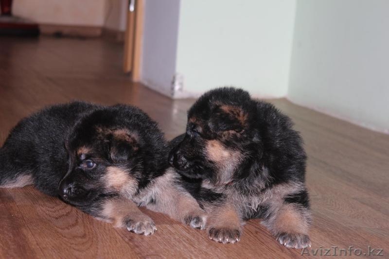 продам Чистокровных Щенков Немецкой Овчарки - Изображение #5, Объявление #1233879