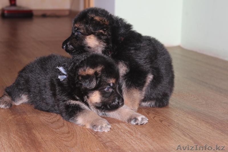 продам Чистокровных Щенков Немецкой Овчарки - Изображение #7, Объявление #1233879