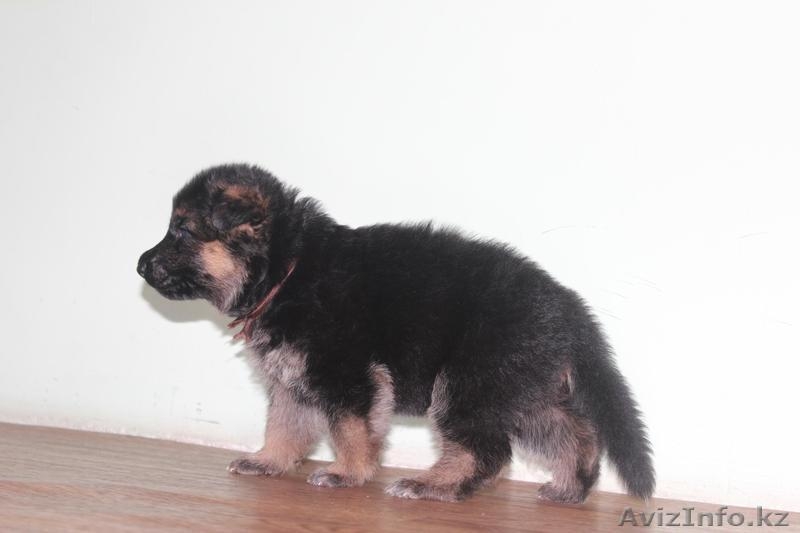 продам Чистокровных Щенков Немецкой Овчарки - Изображение #6, Объявление #1233879