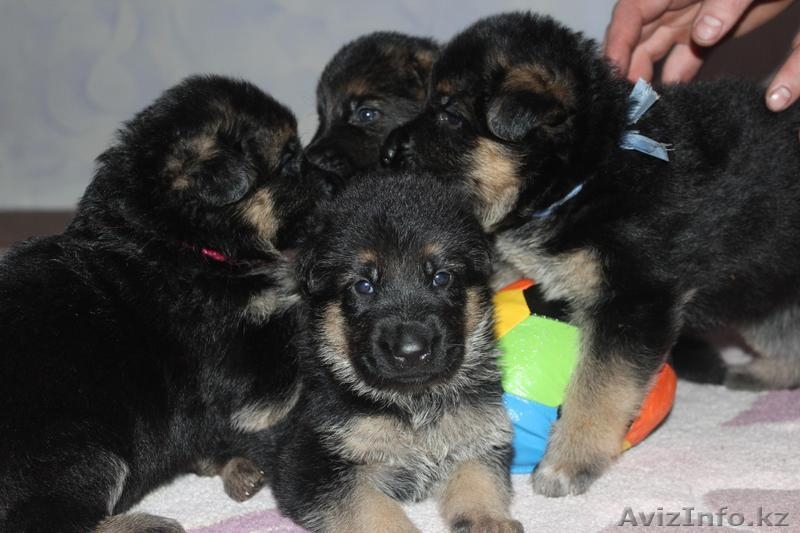 продам Чистокровных Щенков Немецкой Овчарки - Изображение #8, Объявление #1233879