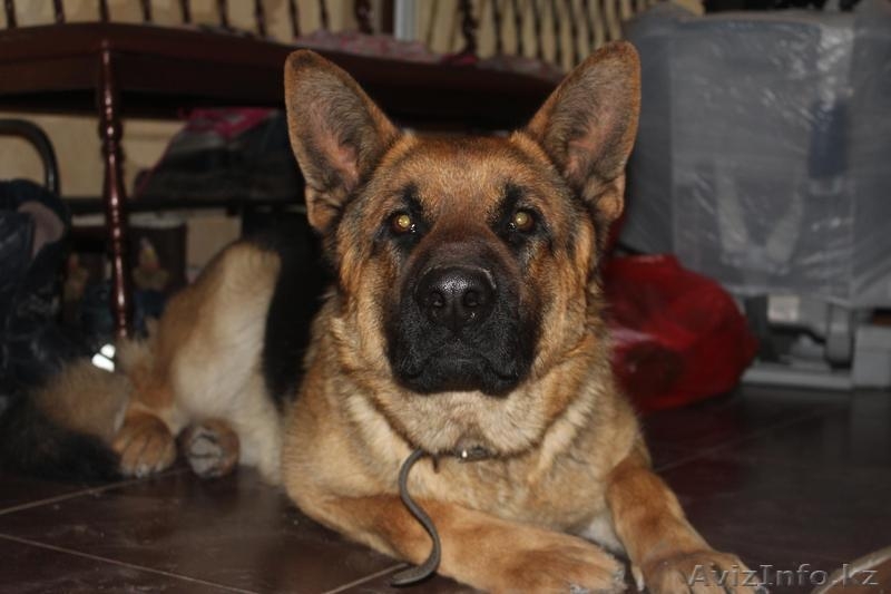 продам Чистокровных Щенков Немецкой Овчарки - Изображение #2, Объявление #1233879