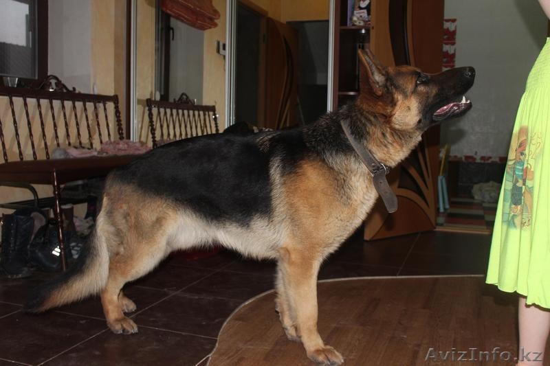 продам Чистокровных Щенков Немецкой Овчарки - Изображение #9, Объявление #1233879
