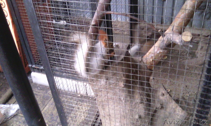 вольеры и клетки - Изображение #3, Объявление #1232154