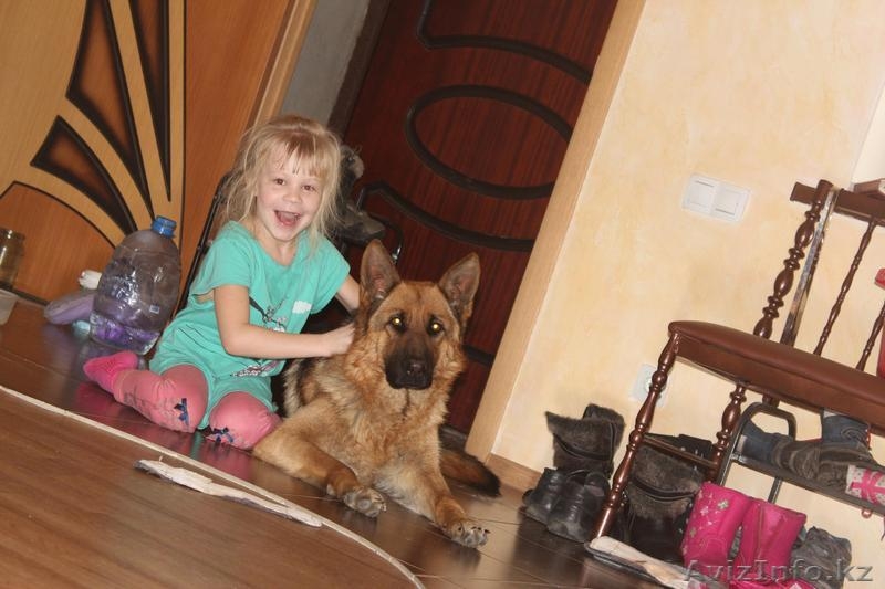 продам Чистокровных Щенков Немецкой Овчарки - Изображение #10, Объявление #1233879