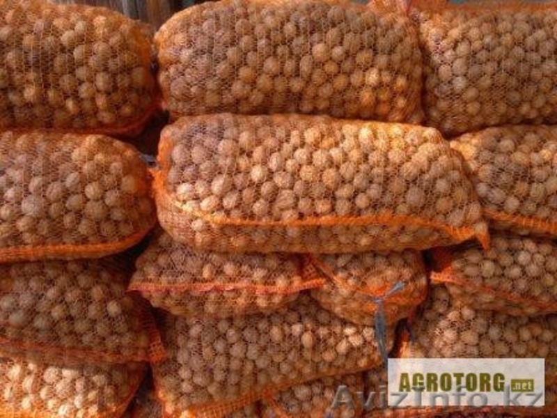 Грецкий орех высшего качества - Изображение #3, Объявление #1254036