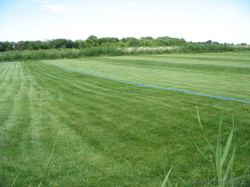  Рулонный газон(дерн) - Изображение #3, Объявление #1250458