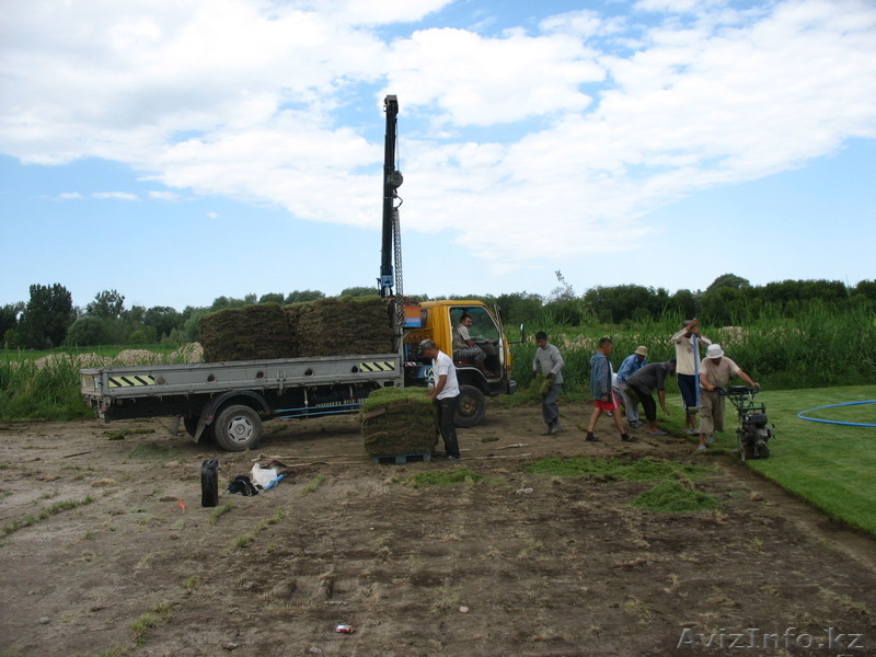  Рулонный газон(дерн) - Изображение #4, Объявление #1250458