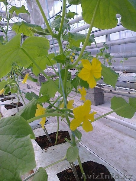 свежие огурцы оптом - Изображение #1, Объявление #1251530