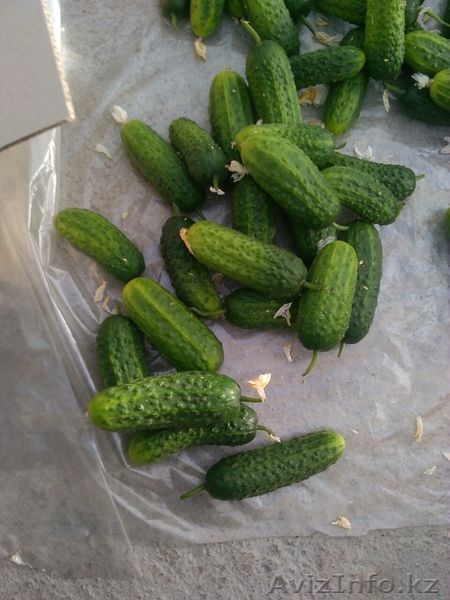 свежие огурцы оптом - Изображение #3, Объявление #1251530