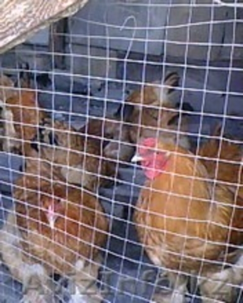 яйца инкубационные брама - Изображение #6, Объявление #588007