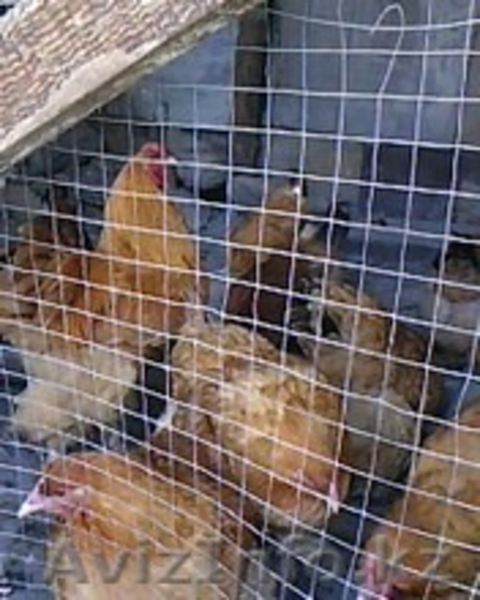 яйца инкубационные брама - Изображение #5, Объявление #588007