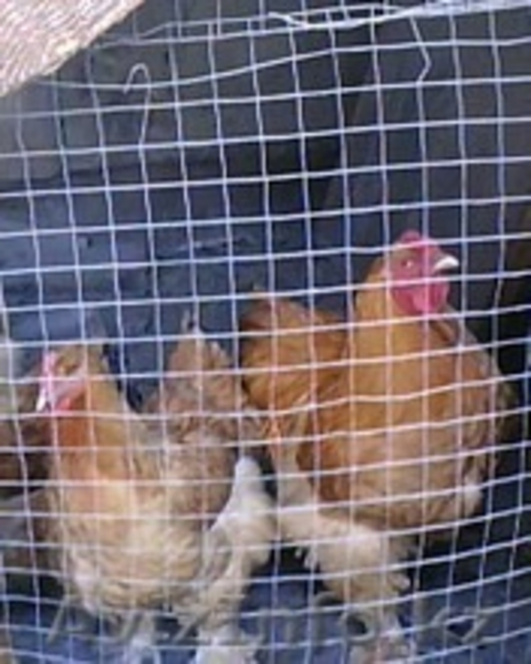 яйца инкубационные брама - Изображение #4, Объявление #588007