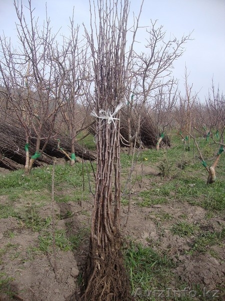 Саженцы Айдаред в Алматы. Яблоня Айдаред оптом 500 тенге - Изображение #5, Объявление #1255751