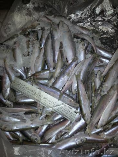 Рыба мороженая с доставкой - Изображение #2, Объявление #1250993