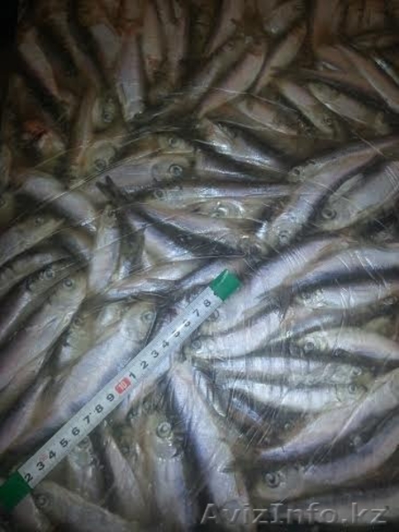 Рыба мороженая с доставкой - Изображение #3, Объявление #1250993