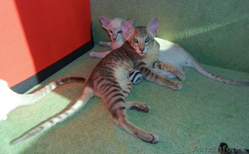 Ориентальный котёнок из питомника "Амрита Марга" - Изображение #1, Объявление #1199300