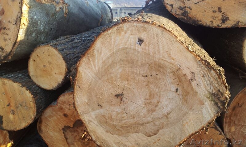 Карагач массив обрезной сухой 6-8% 30 мм. сорт 0-1 - Изображение #2, Объявление #1264943