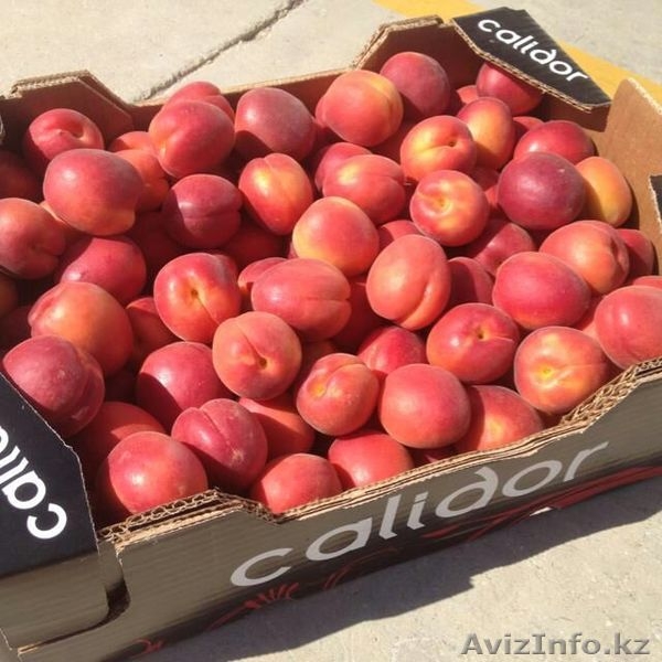 Oliver Fruits  S.L.  - Изображение #10, Объявление #1258705