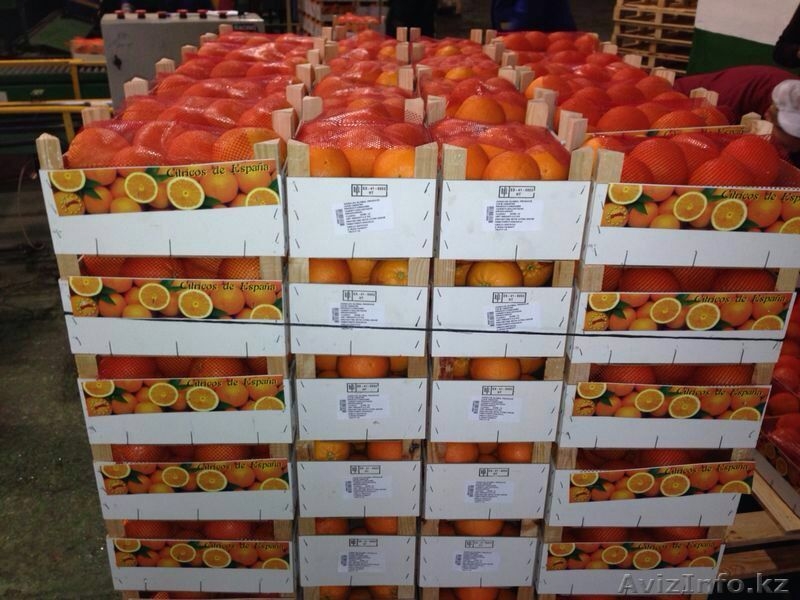 Oliver Fruits  S.L.  - Изображение #5, Объявление #1258705