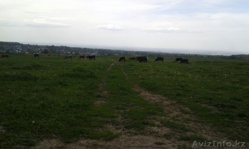 Участок 1 га с фермой в г. Талгар - Изображение #4, Объявление #1267669