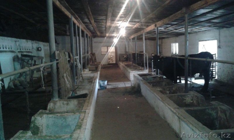 Участок 1 га с фермой в г. Талгар - Изображение #6, Объявление #1267669