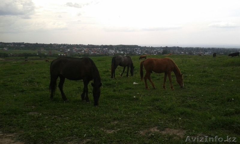 Участок 1 га с фермой в г. Талгар - Изображение #8, Объявление #1267669