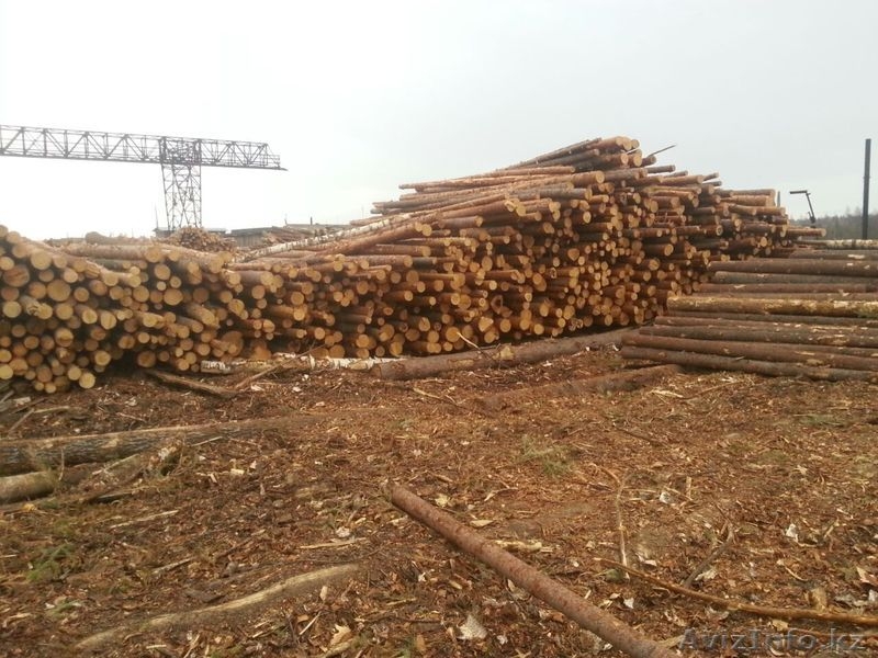 Продажа обрезной доски, круглого леса - производитель из Свердловской области - Изображение #6, Объявление #1266585