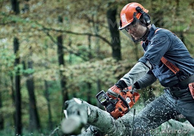 Спил и обрезка деревьев любй сложности в Алматы - Изображение #1, Объявление #1274068