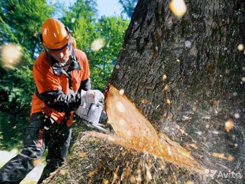 Спил и обрезка деревьев любй сложности в Алматы - Изображение #4, Объявление #1274068