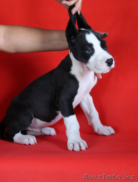 Щенки Немецкого Дога., из Питомника "TEMIR-HOUSE". г.Бишкек,Кыргызстан - Изображение #1, Объявление #1272933