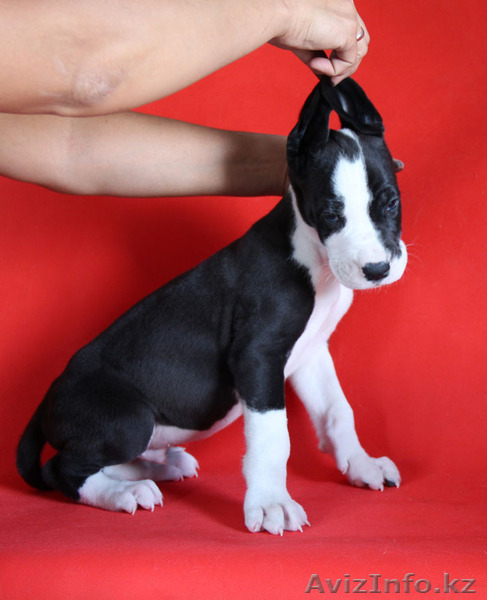 Щенки Немецкого Дога., из Питомника "TEMIR-HOUSE". г.Бишкек,Кыргызстан - Изображение #3, Объявление #1272933