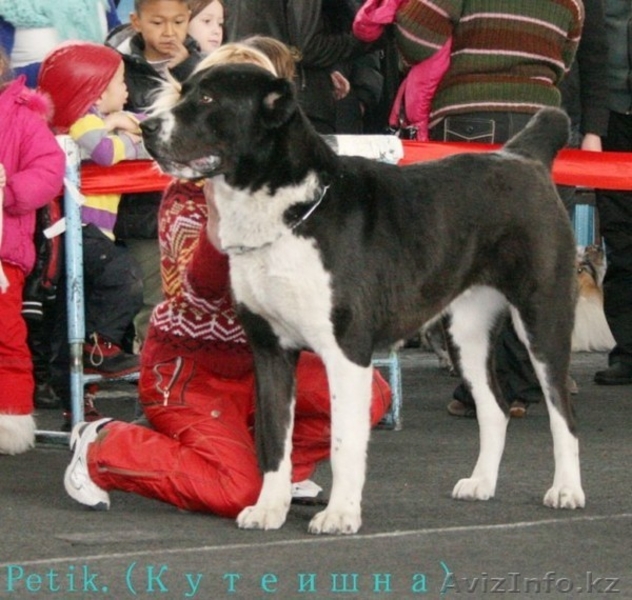 Элитные щенки алабая  - Изображение #1, Объявление #1272252