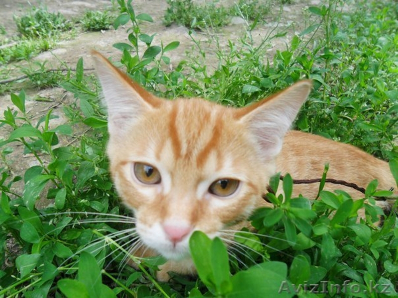 Два рыжих пушистых комочка ищут добрых и заботливых хозяев - Изображение #3, Объявление #1278131