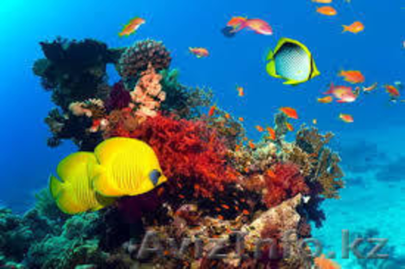 Аквариумный салон "Нептун" - Изображение #7, Объявление #1273697