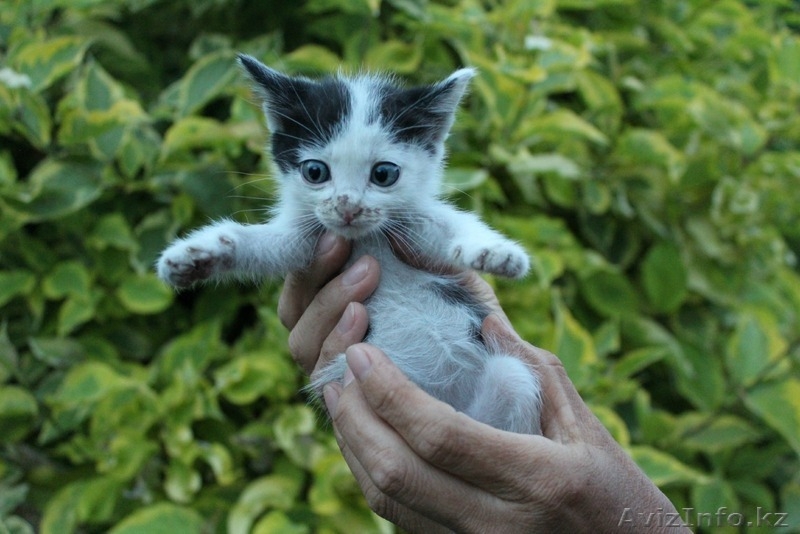 Отдам комочки счастья в хорошие руки!  - Изображение #3, Объявление #1281472