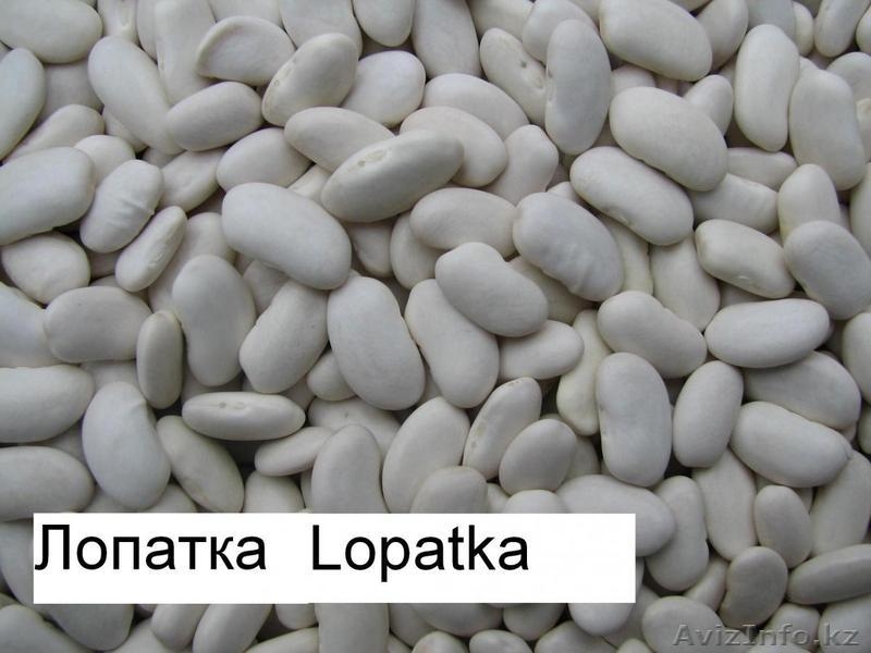 Продаём экологически чистую фасоль  из  Киргизии!!! - Изображение #2, Объявление #1274495