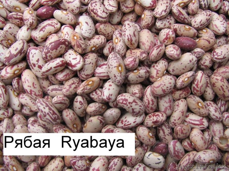 Продаём экологически чистую фасоль  из  Киргизии!!! - Изображение #3, Объявление #1274495