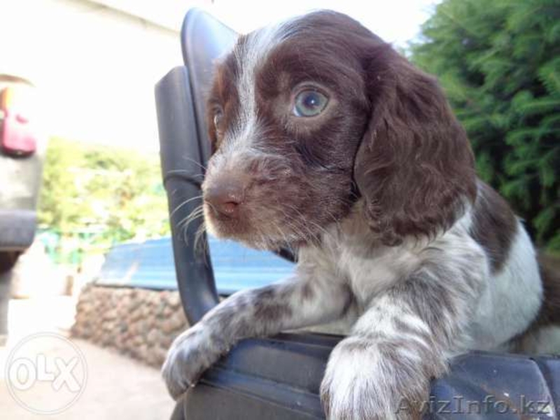 Трехцветные Щенки русского спаниеля - Изображение #3, Объявление #1267987