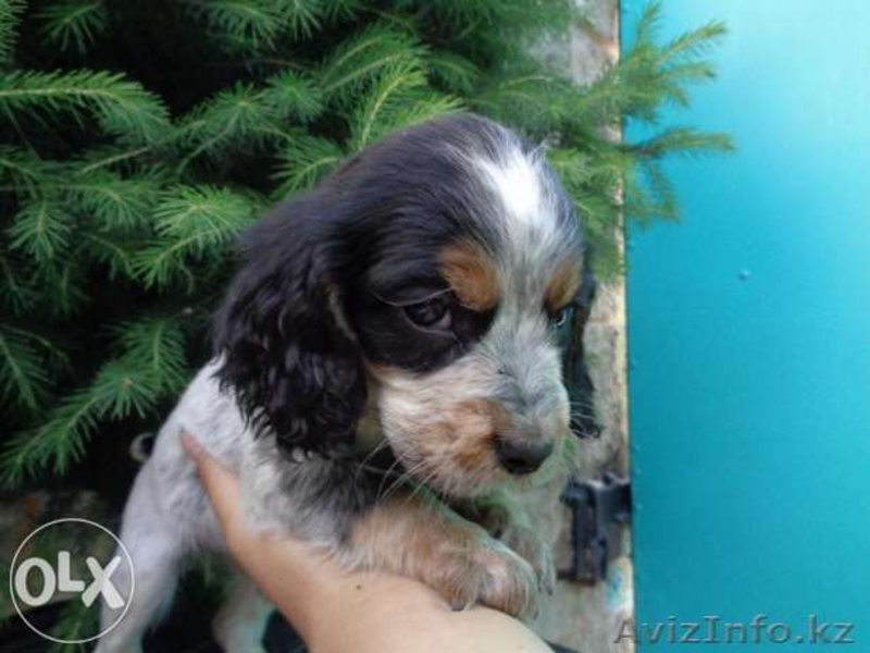 Трехцветные Щенки русского спаниеля - Изображение #4, Объявление #1267987