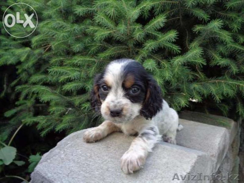 Трехцветные Щенки русского спаниеля - Изображение #5, Объявление #1267987