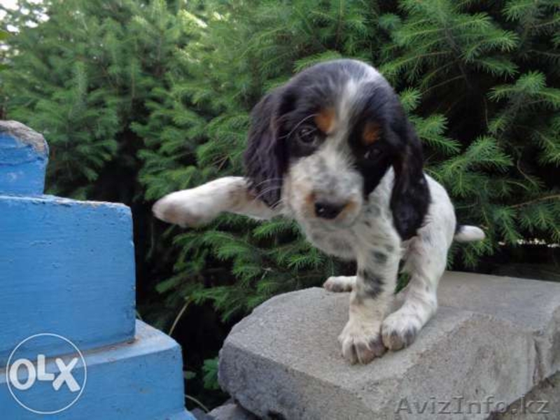 Трехцветные Щенки русского спаниеля - Изображение #6, Объявление #1267987