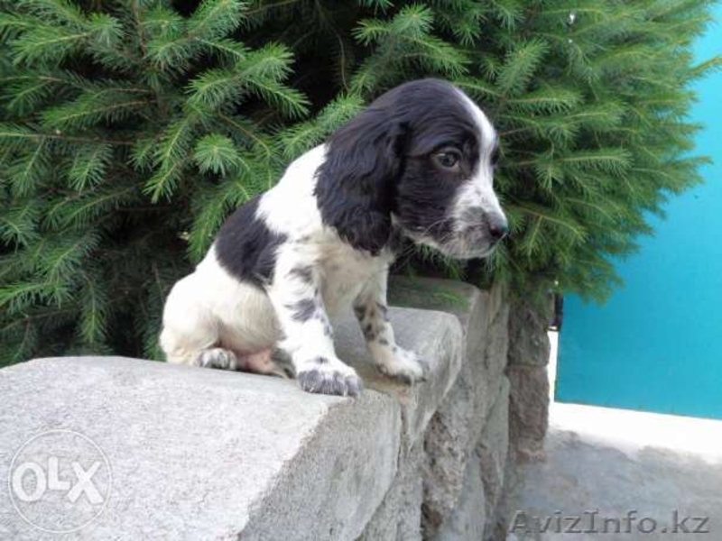 Трехцветные Щенки русского спаниеля - Изображение #7, Объявление #1267987