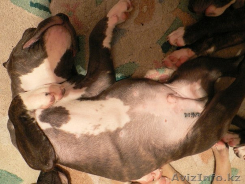 Американского стаффордширского терьера продаю щенков (стаффорд) - Изображение #3, Объявление #1279816
