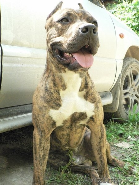 Американского стаффордширского терьера продаю щенков (стаффорд) - Изображение #4, Объявление #1279816