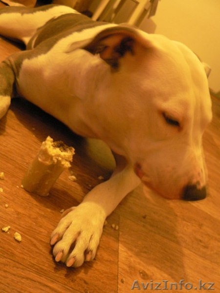 Американского стаффордширского терьера продаю щенков (стаффорд) - Изображение #5, Объявление #1279816