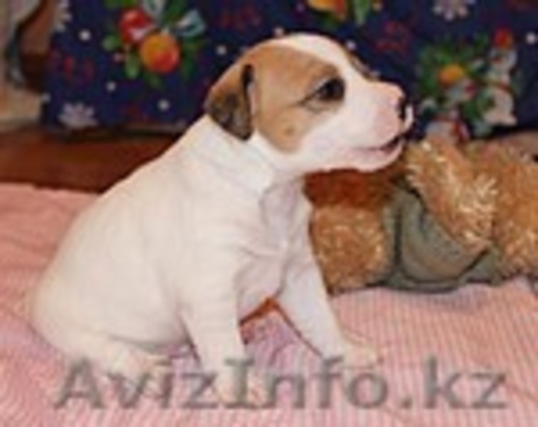 Продам щенков Парсон (Джек) рассел терьера  - Изображение #4, Объявление #591991