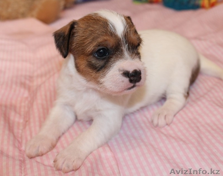 Продам щенков Парсон (Джек) рассел терьера  - Изображение #3, Объявление #591991